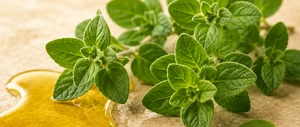 Olio di origano